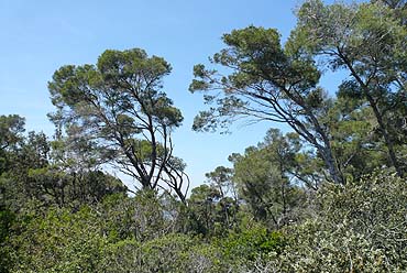 Port Cros - Pinienwald
