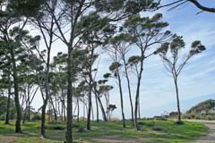 Presqu'ile de giens - Pinien